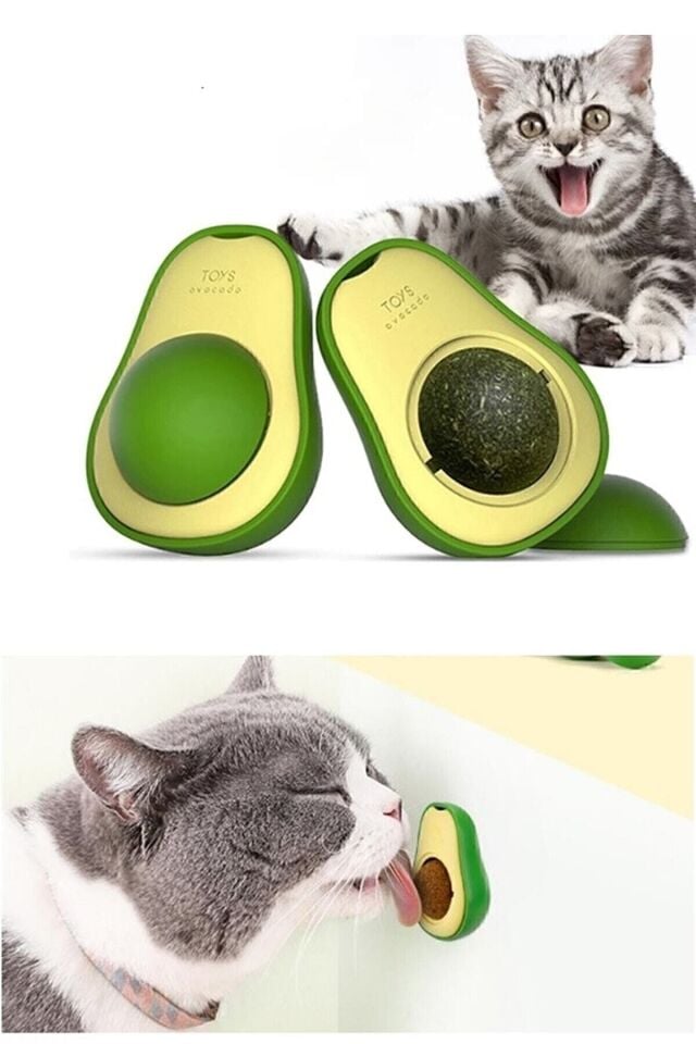 - KEDİ AVAKADO ÇİMİ, KEDİ NANESİ